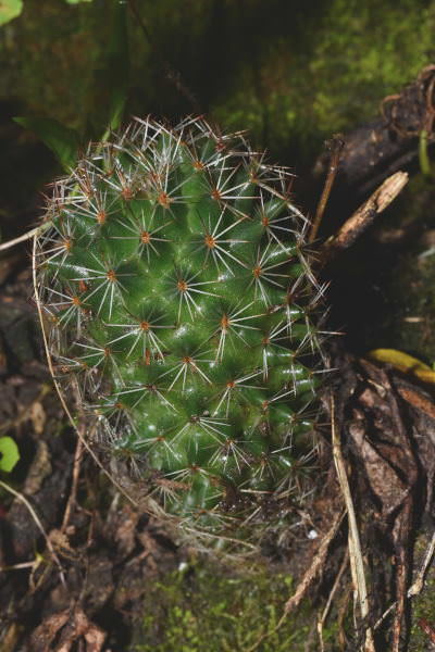 Mammillaria backebergiana